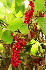 Image showing branches of schisandra 