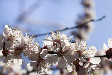 Image showing fruit trees