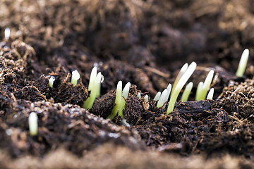 Image showing sprouted green young grass