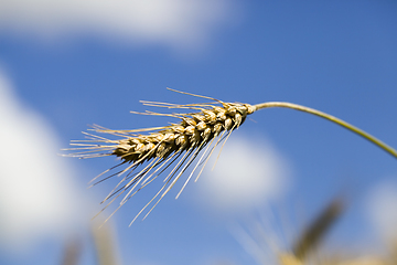 Image showing cereal ear