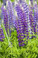 Image showing beautiful lupine