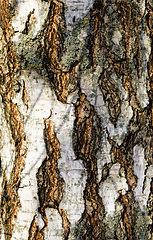 Image showing tree bark