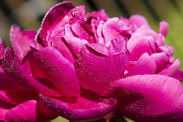 Image showing red peony petals with water drops