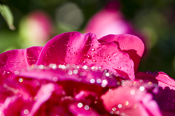 Image showing pink peony