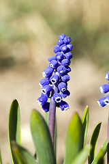 Image showing little blue flowers