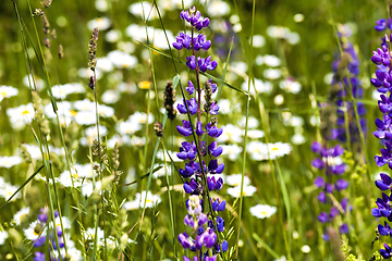 Image showing photo blue lupins