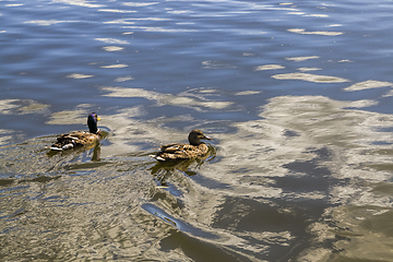 Image showing Two ducks on the water