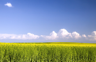 Image showing rapeseed field