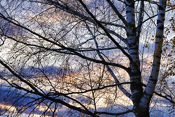 Image showing tree at sunset