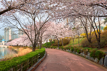 Image showing Blooming sakura cherry blossom alley in park
