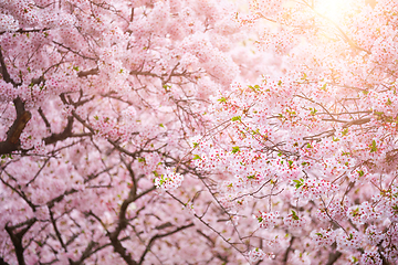 Image showing Blooming sakura cherry blossom close up