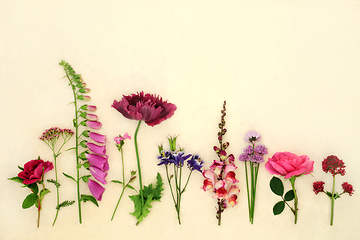 Image showing English Summer Flower and Herb Herbal Medicine Collection