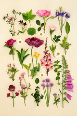 Image showing European Summer Flower and Herb Large Collection 