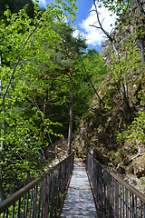 Image showing Rastenbach Gorge, South Tyrol, Italy