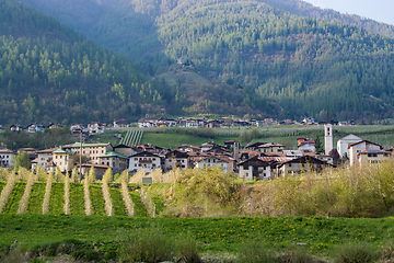 Image showing Apple Blossom at Caldes, Trentino, Italy