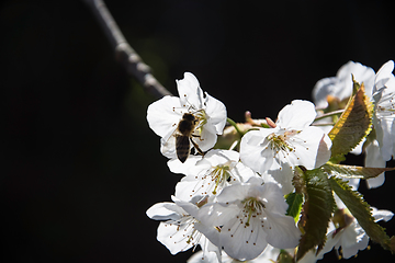 Image showing Apple Blossom in April