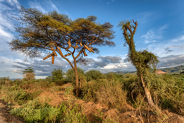 Image showing Acacia With Bee hives, Ethiopia, Africa