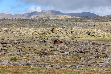 Image showing giant Lobelia plant in Bale Mountain, Ethiopia