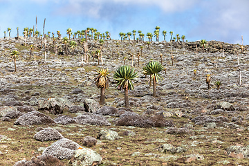 Image showing giant Lobelia plant in Bale Mountain, Ethiopia