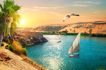 Image showing Birds over sailboats