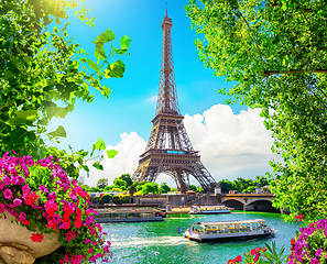 Image showing Blossom in Paris