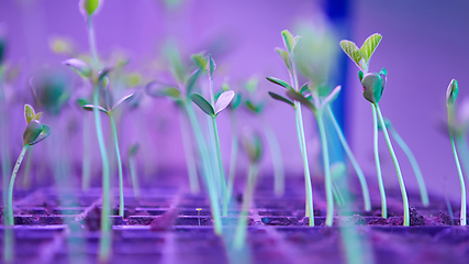 Image showing Green sprout growing from seed in square boxes. Symbol of new life