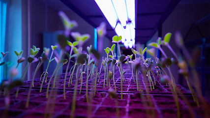 Image showing The young seedlings of cucumbers in tray.