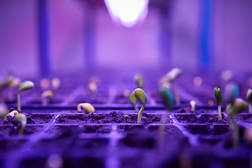 Image showing The young seedlings of cucumbers in tray.