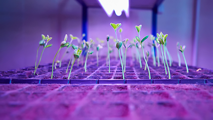 Image showing The young seedlings of cucumbers in tray.