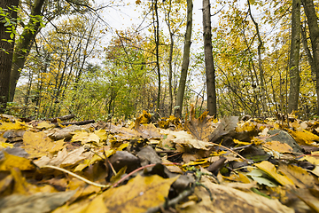 Image showing specific autumn weather