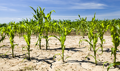 Image showing agricultural field with green corn