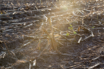 Image showing stubble on an field