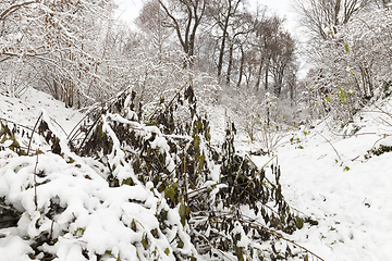 Image showing winter day after a snowfall