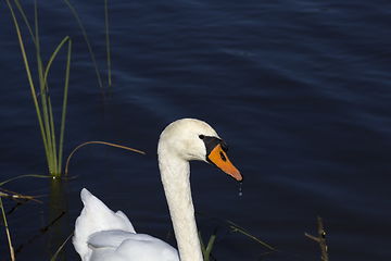 Image showing real swans