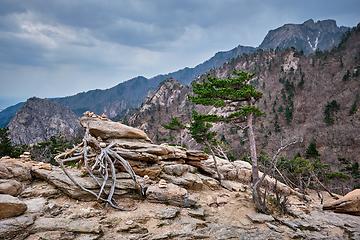 Image showing Rocks and stones in Seoraksan National Park, South Korea