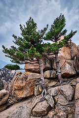 Image showing Rock with pine trees in Seoraksan National Park, South Korea