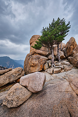 Image showing Rock with pine trees in Seoraksan National Park, South Korea