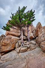 Image showing Rock with pine trees in Seoraksan National Park, South Korea