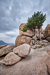 Image showing Rock with pine trees in Seoraksan National Park, South Korea