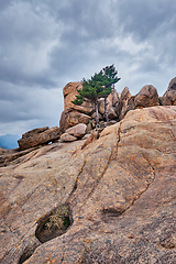 Image showing Rock with pine trees in Seoraksan National Park, South Korea