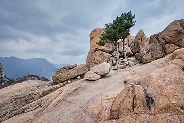 Image showing Rock with pine trees in Seoraksan National Park, South Korea