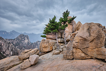 Image showing Rock with pine trees in Seoraksan National Park, South Korea