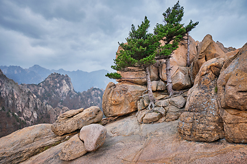 Image showing Rock with pine trees in Seoraksan National Park, South Korea