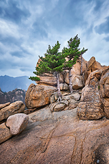 Image showing Rock with pine trees in Seoraksan National Park, South Korea