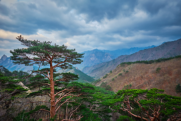 Image showing Tree in Seoraksan National Park, South Korea