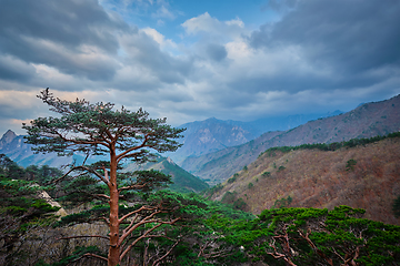 Image showing Tree in Seoraksan National Park, South Korea