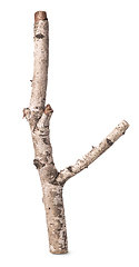 Image showing Branch of a birch isolated