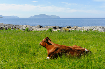 Image showing cow lying in the grass by the coast with an island on the horizo