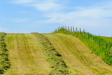 Image showing newly mowed field with grass to dry and fence