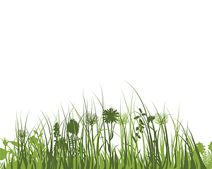 Image showing Green Grass Meadow